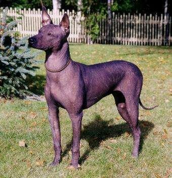 https://images.dog.ceo/breeds/mexicanhairless/n02113978_2787.jpg