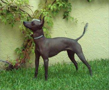 https://images.dog.ceo/breeds/mexicanhairless/n02113978_2798.jpg