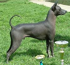 https://images.dog.ceo/breeds/mexicanhairless/n02113978_2804.jpg