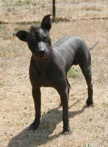 https://images.dog.ceo/breeds/mexicanhairless/n02113978_2938.jpg