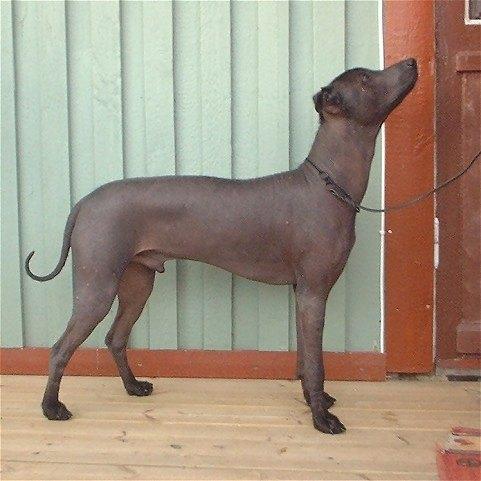 https://images.dog.ceo/breeds/mexicanhairless/n02113978_2996.jpg