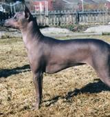 https://images.dog.ceo/breeds/mexicanhairless/n02113978_304.jpg