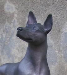 https://images.dog.ceo/breeds/mexicanhairless/n02113978_3056.jpg