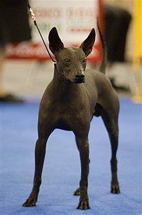 https://images.dog.ceo/breeds/mexicanhairless/n02113978_3134.jpg