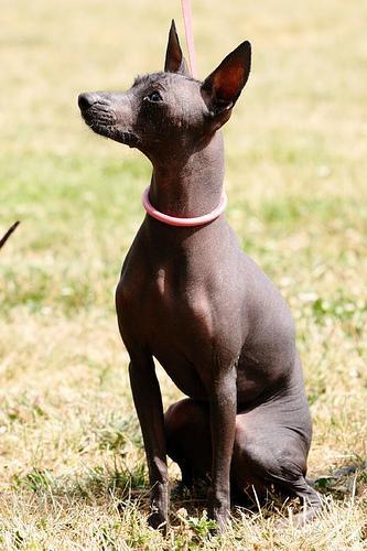 https://images.dog.ceo/breeds/mexicanhairless/n02113978_3178.jpg