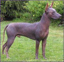 https://images.dog.ceo/breeds/mexicanhairless/n02113978_3197.jpg