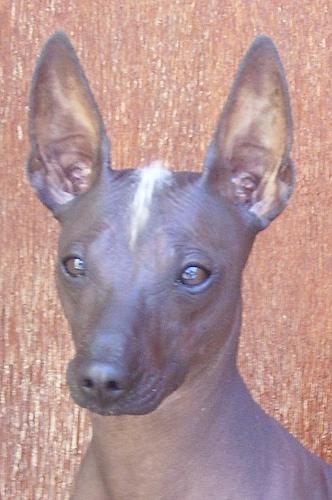 https://images.dog.ceo/breeds/mexicanhairless/n02113978_3220.jpg