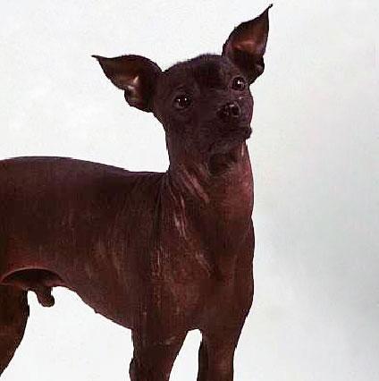 https://images.dog.ceo/breeds/mexicanhairless/n02113978_3249.jpg