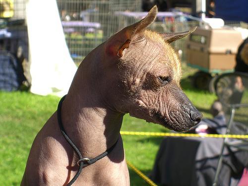 https://images.dog.ceo/breeds/mexicanhairless/n02113978_3318.jpg