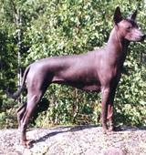 https://images.dog.ceo/breeds/mexicanhairless/n02113978_3375.jpg