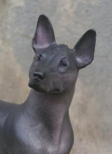 https://images.dog.ceo/breeds/mexicanhairless/n02113978_3391.jpg