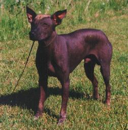 https://images.dog.ceo/breeds/mexicanhairless/n02113978_341.jpg