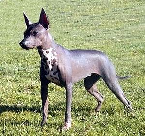 https://images.dog.ceo/breeds/mexicanhairless/n02113978_3419.jpg