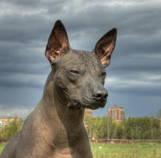 https://images.dog.ceo/breeds/mexicanhairless/n02113978_3480.jpg