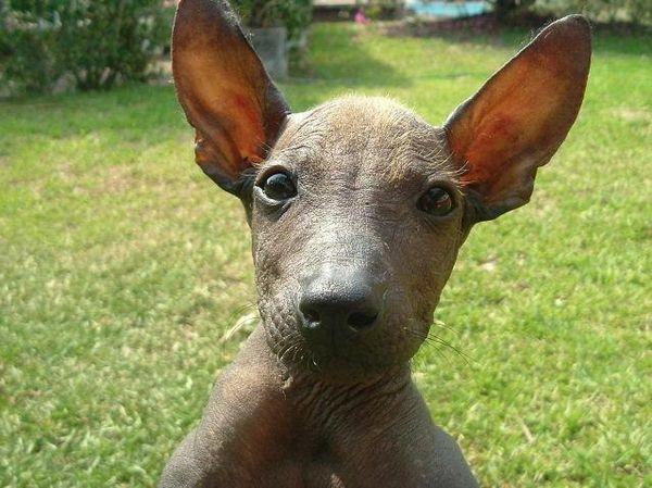 https://images.dog.ceo/breeds/mexicanhairless/n02113978_3504.jpg