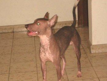 https://images.dog.ceo/breeds/mexicanhairless/n02113978_356.jpg