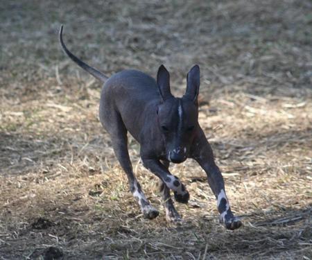 https://images.dog.ceo/breeds/mexicanhairless/n02113978_3714.jpg