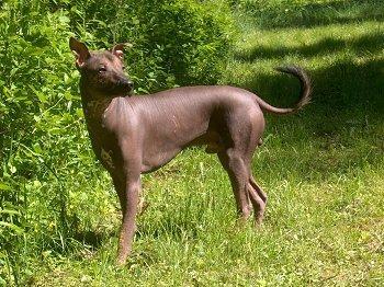 https://images.dog.ceo/breeds/mexicanhairless/n02113978_3722.jpg