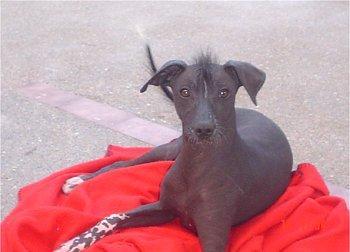 https://images.dog.ceo/breeds/mexicanhairless/n02113978_3727.jpg