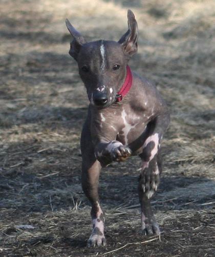 https://images.dog.ceo/breeds/mexicanhairless/n02113978_3743.jpg