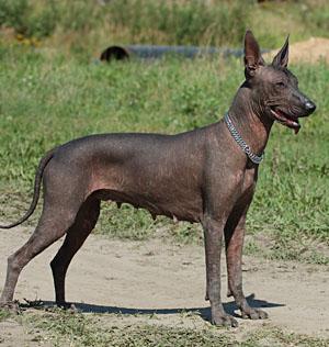 https://images.dog.ceo/breeds/mexicanhairless/n02113978_3746.jpg