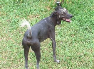 https://images.dog.ceo/breeds/mexicanhairless/n02113978_375.jpg