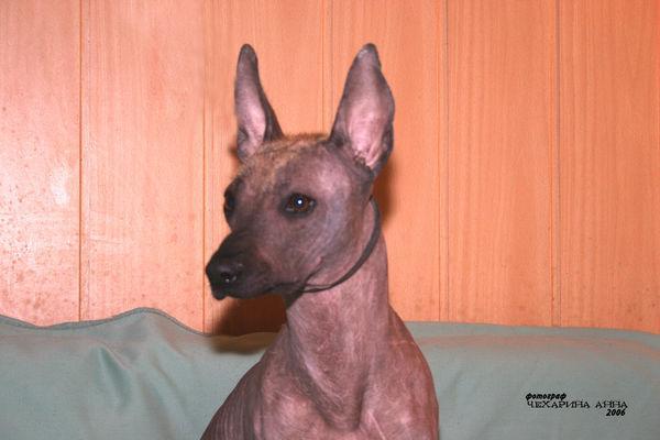 https://images.dog.ceo/breeds/mexicanhairless/n02113978_3790.jpg