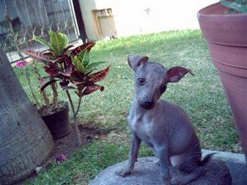 https://images.dog.ceo/breeds/mexicanhairless/n02113978_3794.jpg