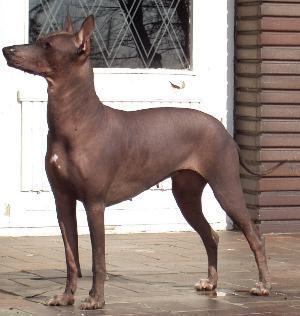 https://images.dog.ceo/breeds/mexicanhairless/n02113978_3822.jpg