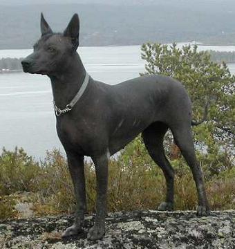 https://images.dog.ceo/breeds/mexicanhairless/n02113978_3843.jpg