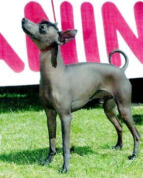 https://images.dog.ceo/breeds/mexicanhairless/n02113978_386.jpg