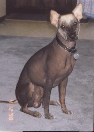 https://images.dog.ceo/breeds/mexicanhairless/n02113978_3866.jpg