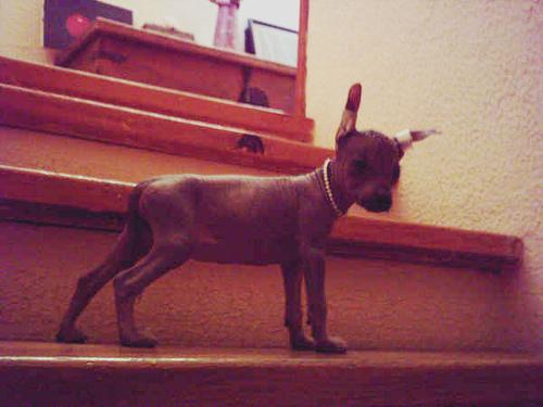 https://images.dog.ceo/breeds/mexicanhairless/n02113978_451.jpg