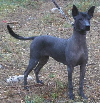 https://images.dog.ceo/breeds/mexicanhairless/n02113978_468.jpg