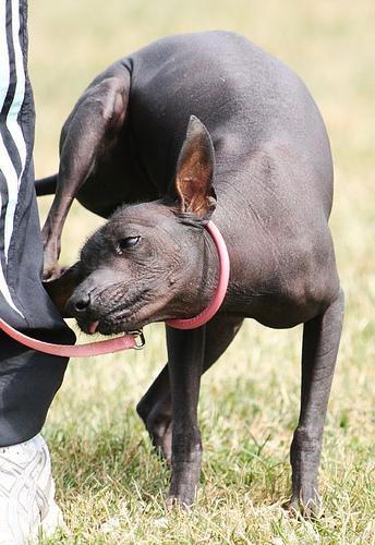 https://images.dog.ceo/breeds/mexicanhairless/n02113978_471.jpg