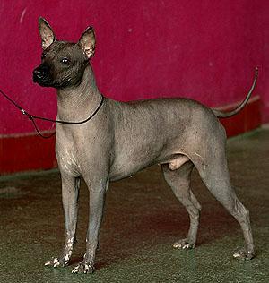 https://images.dog.ceo/breeds/mexicanhairless/n02113978_505.jpg