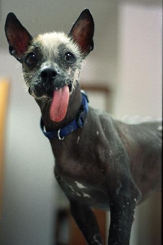 https://images.dog.ceo/breeds/mexicanhairless/n02113978_553.jpg