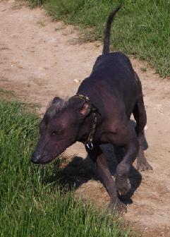 https://images.dog.ceo/breeds/mexicanhairless/n02113978_573.jpg