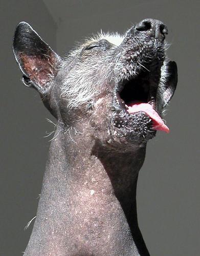 https://images.dog.ceo/breeds/mexicanhairless/n02113978_605.jpg