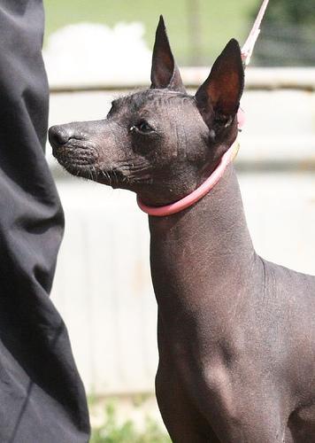 https://images.dog.ceo/breeds/mexicanhairless/n02113978_697.jpg