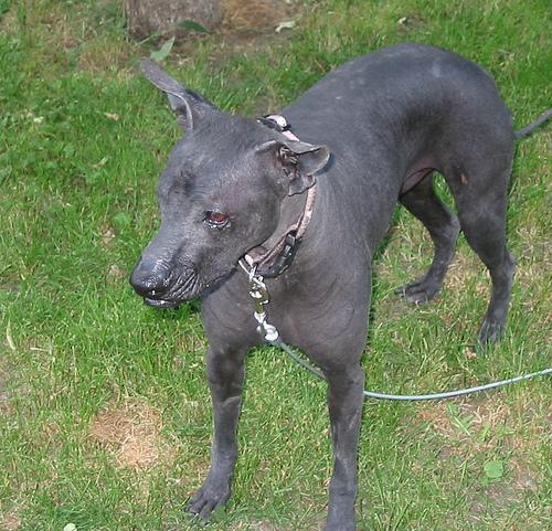 https://images.dog.ceo/breeds/mexicanhairless/n02113978_700.jpg