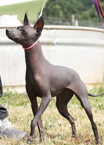 https://images.dog.ceo/breeds/mexicanhairless/n02113978_759.jpg