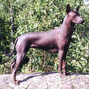 https://images.dog.ceo/breeds/mexicanhairless/n02113978_773.jpg