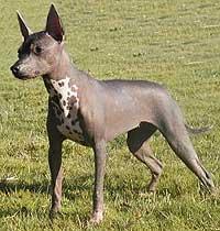 https://images.dog.ceo/breeds/mexicanhairless/n02113978_903.jpg