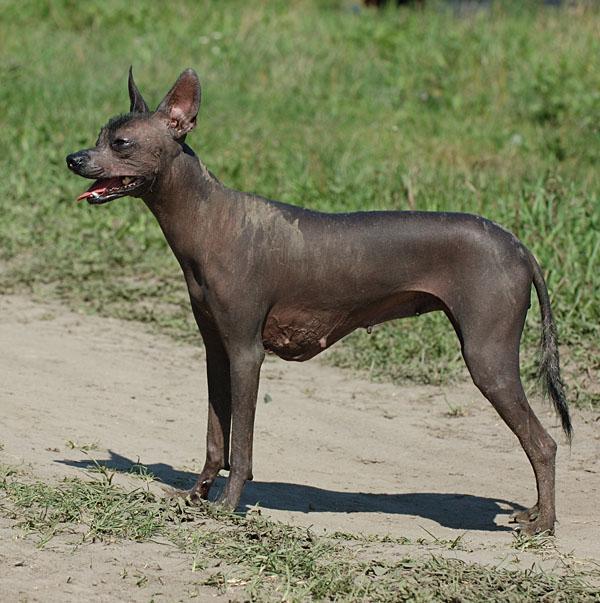 https://images.dog.ceo/breeds/mexicanhairless/n02113978_996.jpg