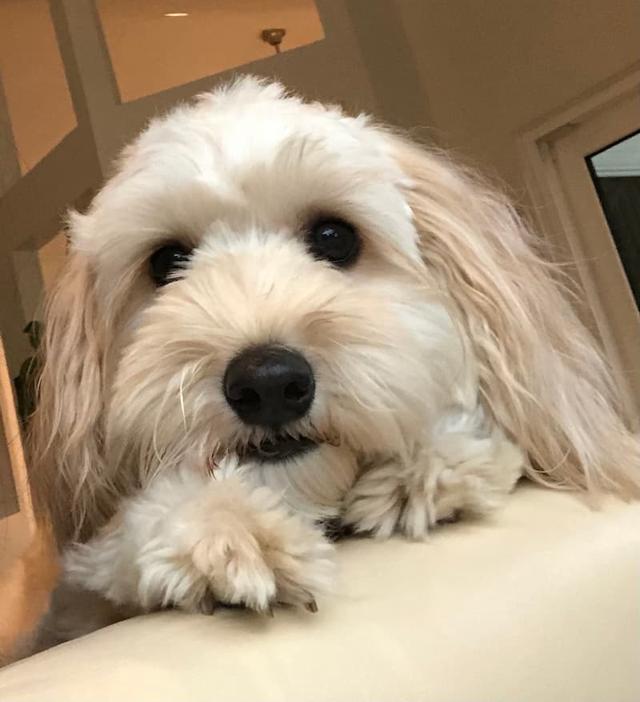 https://images.dog.ceo/breeds/mix/Cali-Mini-Labradoodle.jpg