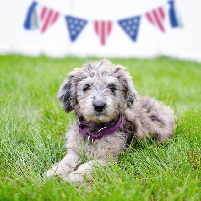 https://images.dog.ceo/breeds/mix/Sydney_4th_july_2019_sml.jpg