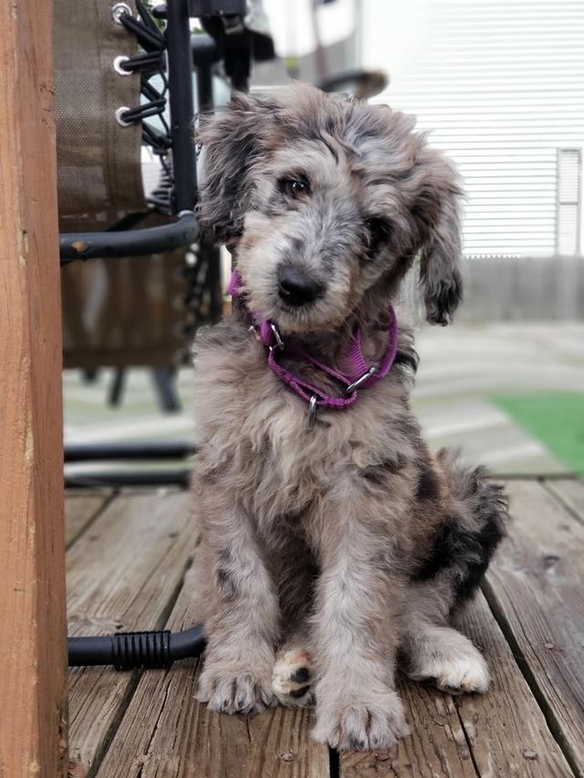 https://images.dog.ceo/breeds/mix/Sydney_Aussiedoodle_11_weeks_sml.jpg