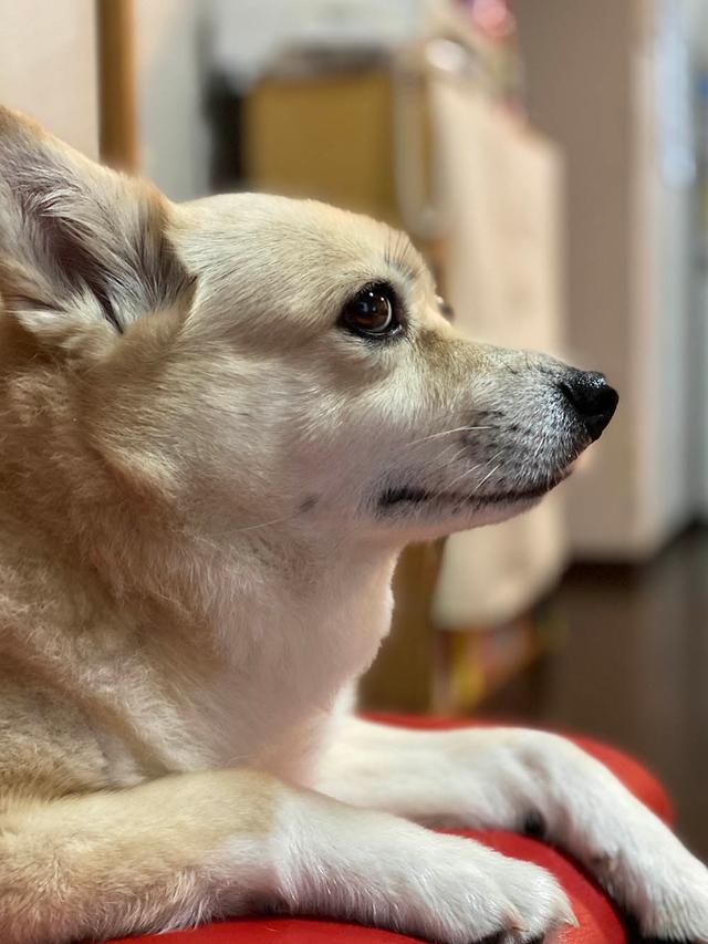 https://images.dog.ceo/breeds/mix/nene.jpg