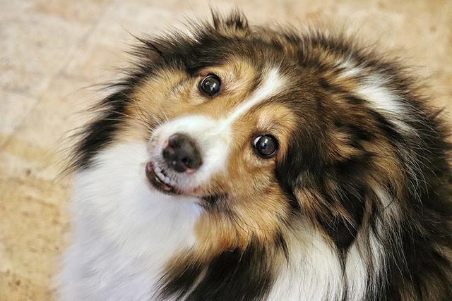 https://images.dog.ceo/breeds/mix/sheltie-pomeranian-rylie.jpg